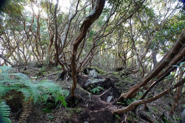 台中 和平 南松鶴山、八仙山、東松鶴山2877949