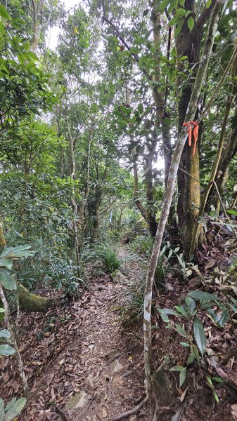 【稜線瘦如刀鋒，山形橫亙如屏風】解鎖第55座小百岳 #045 大橫屏山2932881