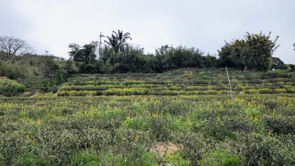 大北坑魯冰花2435742