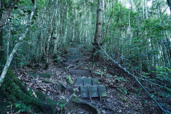 苗栗 泰安 東洗水山、北坑山、大板根2613353