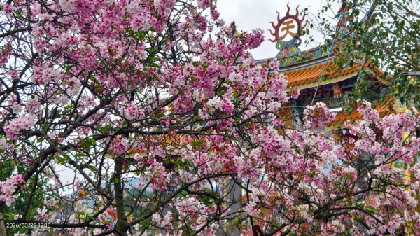 #天元宮 #吉野櫻 #頂湖小鎮 #紫藤 3/283024009