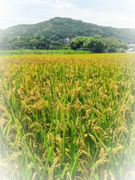 中坑荷花楓樹稻田3078861