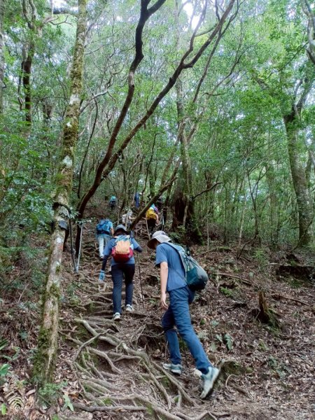魔幻森林-塔曼山-202508102866562