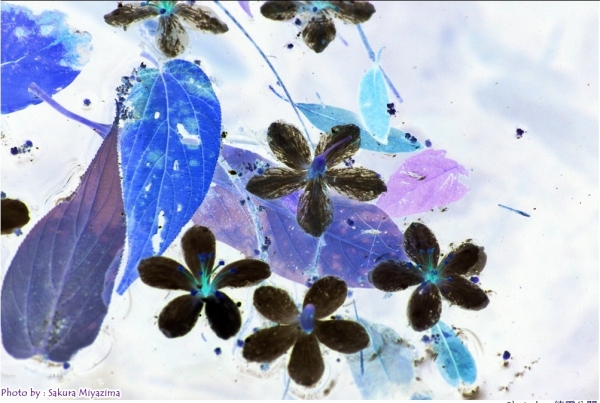 五月雪-油桐花之美18019