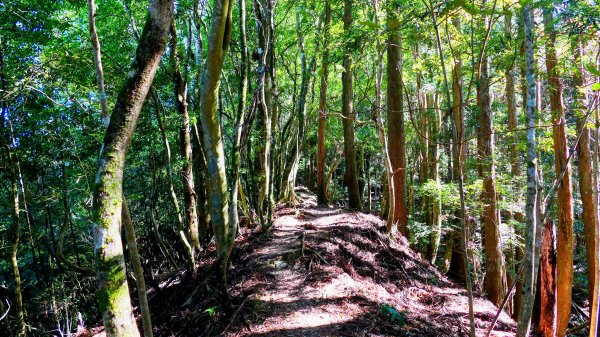 油羅山(一上三下)2959144