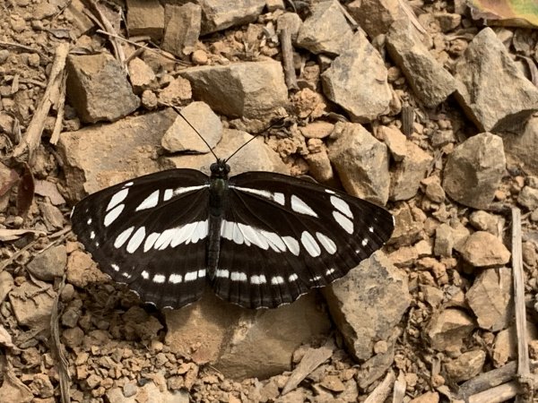 20250404屏東北獅子頭山-霧里乙山2757416