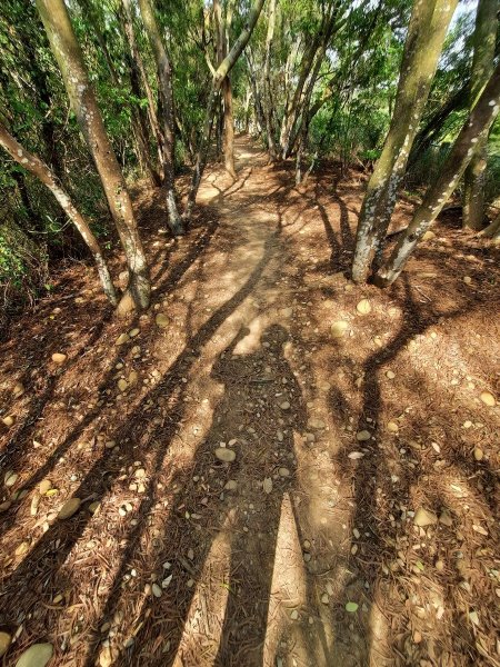 《台中》大肚環保公園登山步道、望高寮賞景1055280