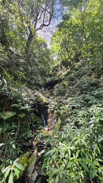 【被遺忘的南橫仙境】中之關、天池步道O繞10K2798204