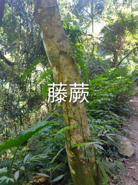 唐麻丹山 蝴蝶谷2918843