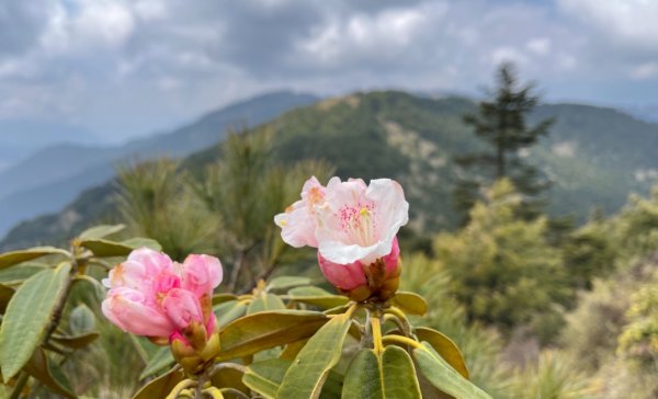 戀愛般的甘酸甜⋯ 閂山．鈴鳴山1342306