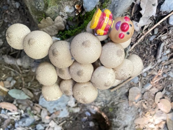 北ㄧ段-審馬陣-南湖北山-南湖北峰-南湖大山-南湖東峰2859109