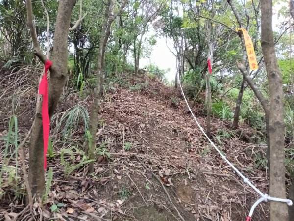 瑞芳區金瓜石砲台山+無耳茶壺山(黃金三稜)+煙囪(山)稜(黃金二稜)+水管路O型2926197