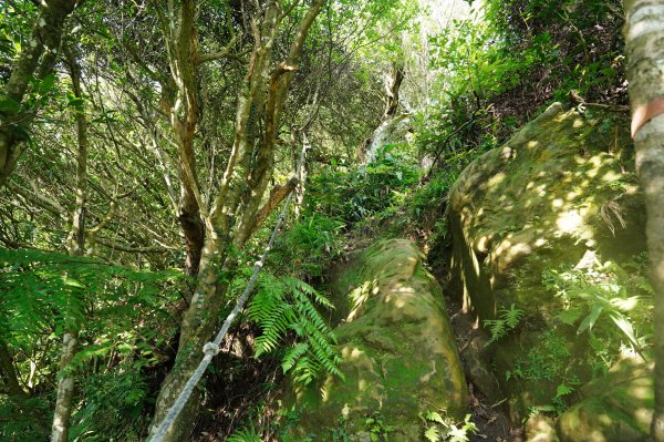 新北 三峽 白雞山、雞罩山2551214