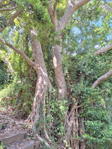 南澳朝陽步道小O202508312876490