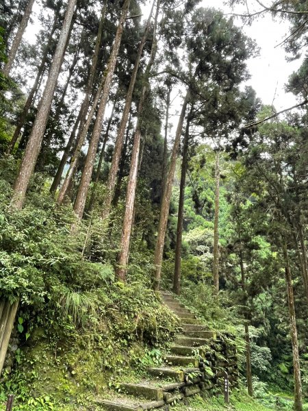 2度強渡關山未竟之藤枝國家森林遊樂區 多納部落 新威森林公園輕鬆走1880492