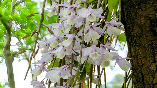 白石湖沒有百合花。晶片關稅2781562