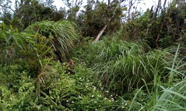 大南澳越嶺探路-20170525164220