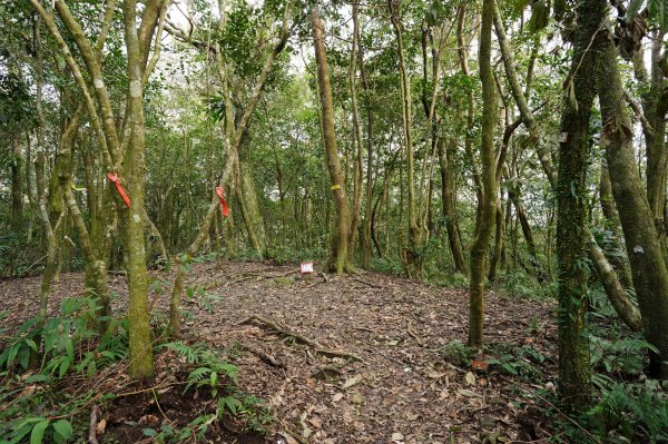 新北 烏來 美鹿山、高腰山、拔刀爾山、小巫山2703481