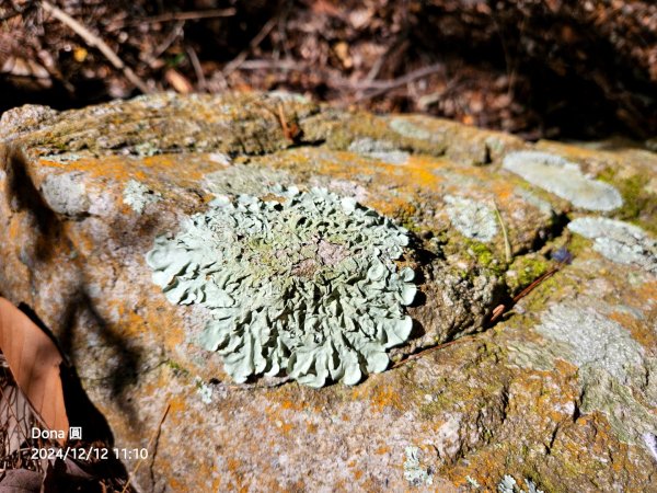 【谷關七雄】波津加(H1771.6m)肉腳配速成功2670452