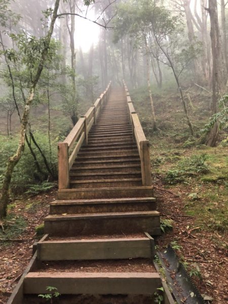 觀霧 檜山巨木步道 雲霧步道501055