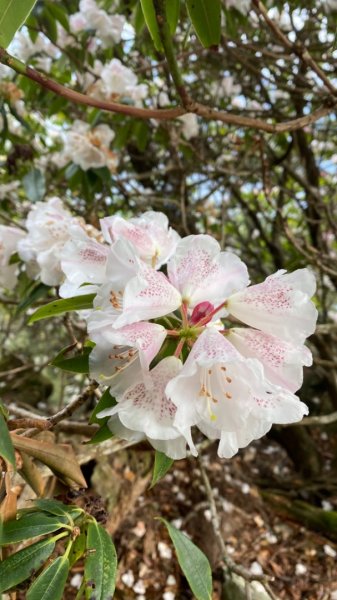 玉山前峰。石瀑大餐吃飽吃滿1482909