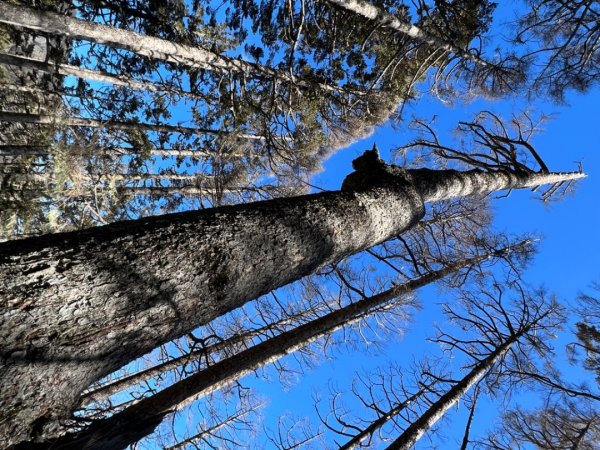 雪山薄雪輕健行1585793