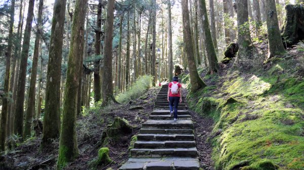 阿里山森遊區-祝山,對高岳步道2536973