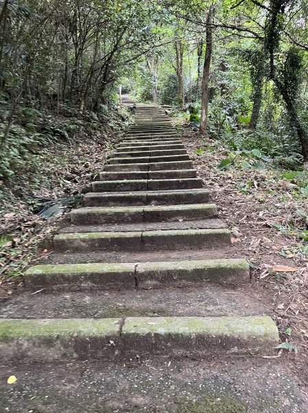 [皮皮獅Hike客任務-08/10] 2024_0831 大分林山步道2586248