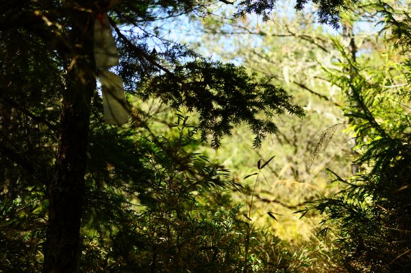 武法奈尾山天巒池872474