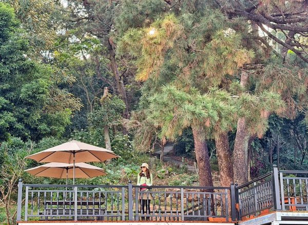 龍過脈森林步道2960926