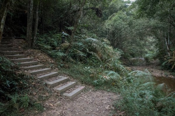 魚池鄉-澀水森林步道之水上瀑布1171951