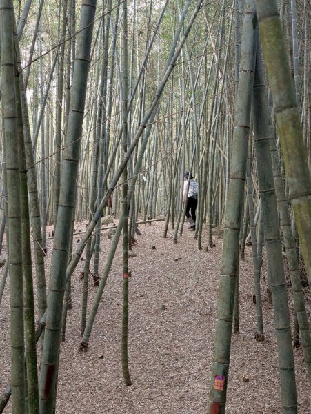鹿谷小半天七連峰2992107