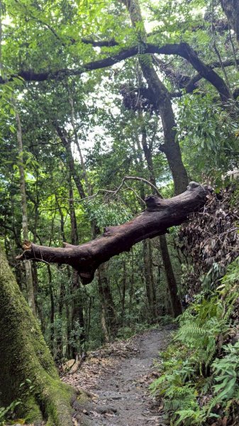 鎮西堡巨木步道群 (B區)2861217