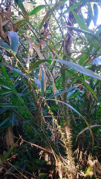 出關古道關刀山步道1584796