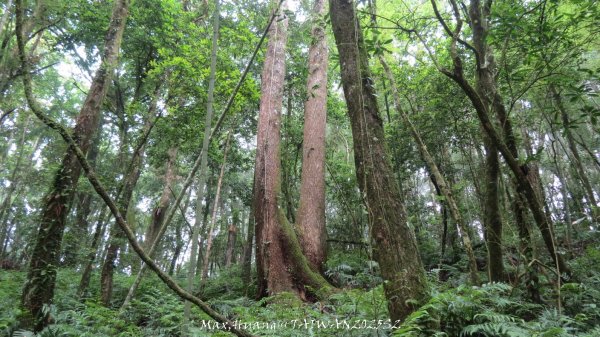 《雲林》望好望角｜石壁山嘉南雲峰步道(中側登山口）202506072805517