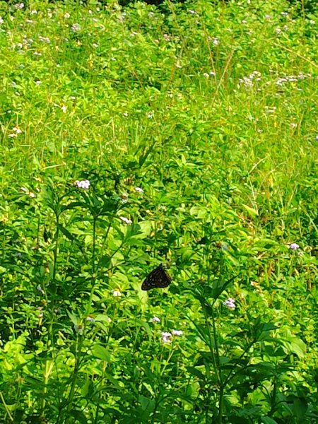 能高瀑布 慶安宮 頂猴洞山 猴頂洞山南峰 福興山2883697
