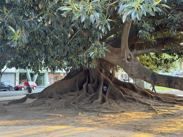 [紐約馬之行-62] 2025_1114 阿根廷國會2954399