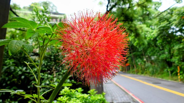 大尖山步道2833784