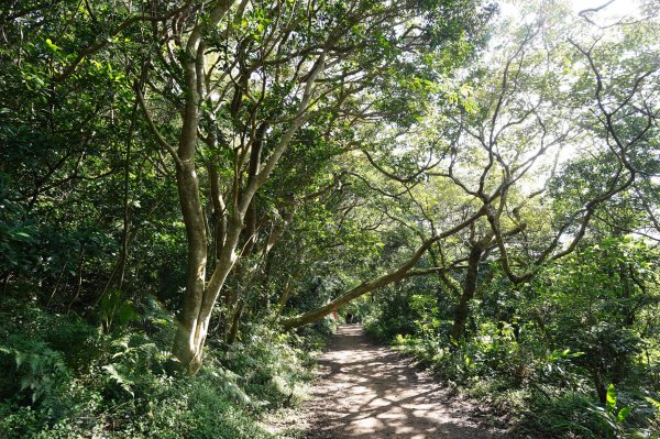 新北 八里 觀音山、牛港稜山2681360