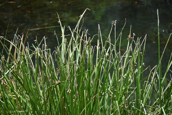 2025_0712 福山植物園2836334