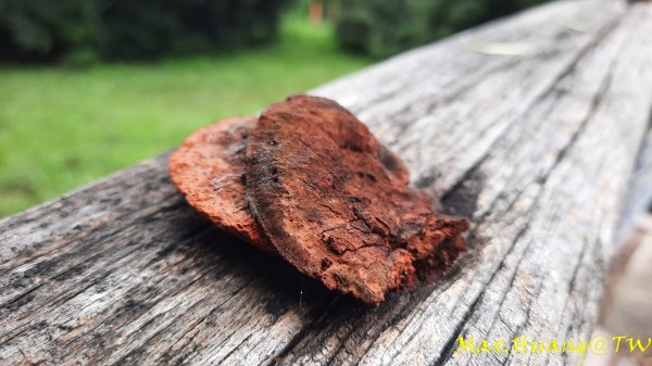 《台中》雙園連走｜東大公園連走都會公園202310072305952