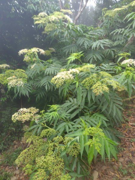 白藍狐貍出狐貍尾/狐貍縱走2796292