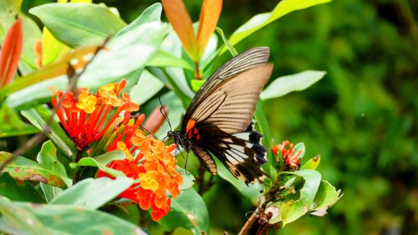 雙溪三柑Ｏ走2839874