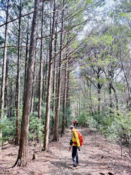 熊野古道中邊路D2 清姬--近露王子 2025.3.172745439