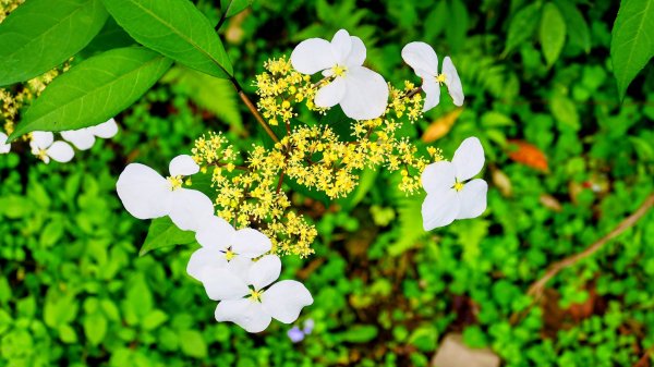 勤進路櫻花3009706