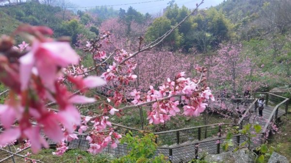 阿里山頂石桌 櫻之道123月櫻花季852344