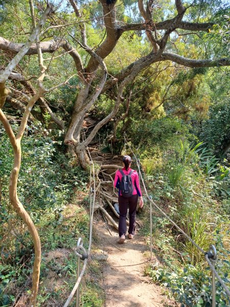 【台中大肚】綠蔭成徑。 大肚萬里長城步道O繞2790778