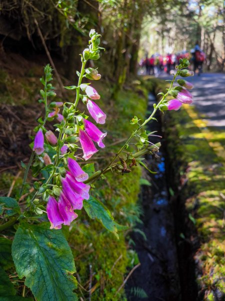 2025-08-24 塔塔加-大鐵杉-鹿林山莊-鹿林前山-鹿林山-黑森林-玉山登山口-上東埔2869087