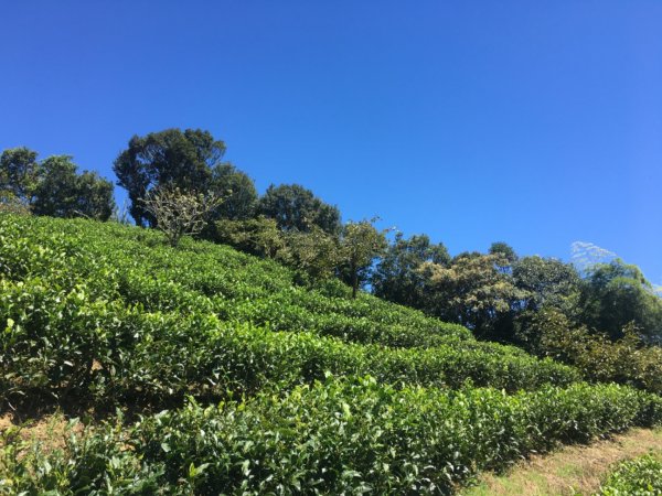 熊空茶園、西熊空山2293088