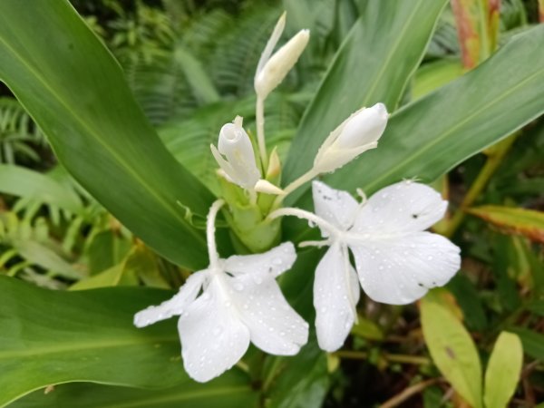 雙溪區中坑古道+大夯瀑布+中坑東山+中坑東山尾稜O型2921514